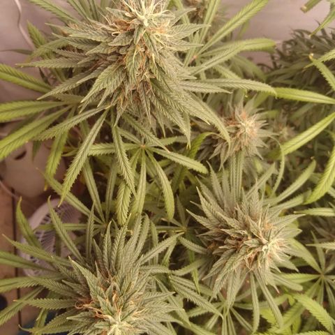 Strawberry banana kush  growlog timeline photo