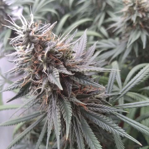 Strawberry banana kush  growlog timeline photo