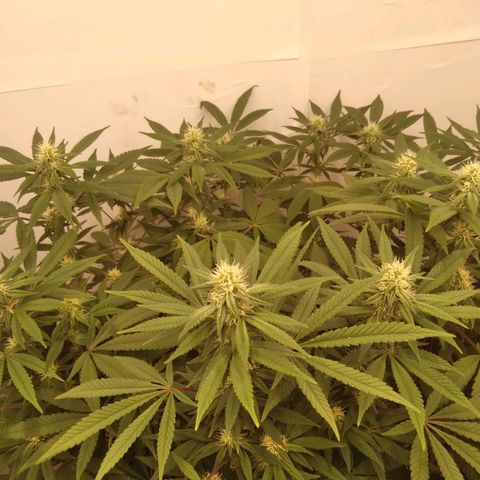Limonada de Manga growlog timeline photo