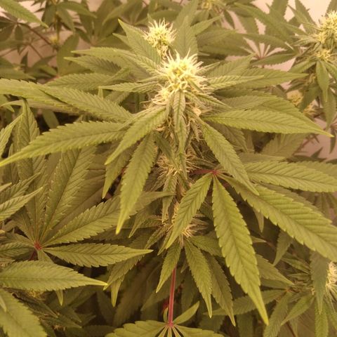 Limonada de Manga growlog timeline photo