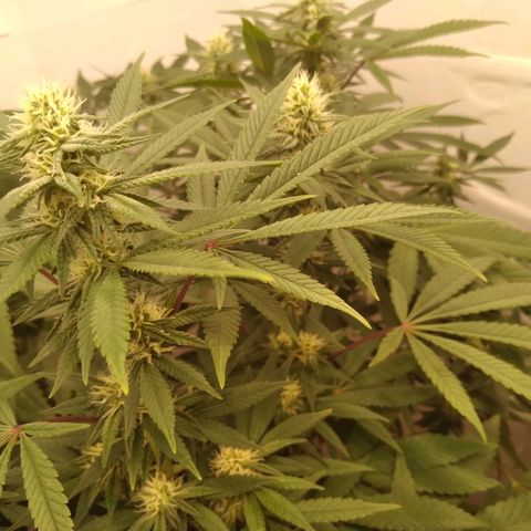 Limonada de Manga growlog timeline photo