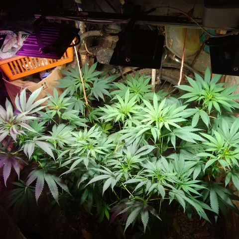Milk-shake  growlog photo: Hrs 13:25