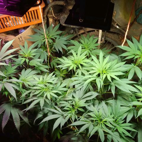 Milk-shake  growlog photo: Hrs 13:25
