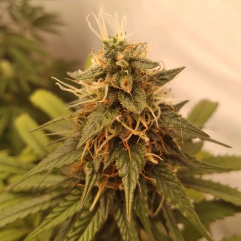 Colômbia kkau  growlog timeline photo