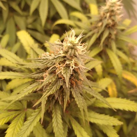 Colômbia kkau  growlog timeline photo