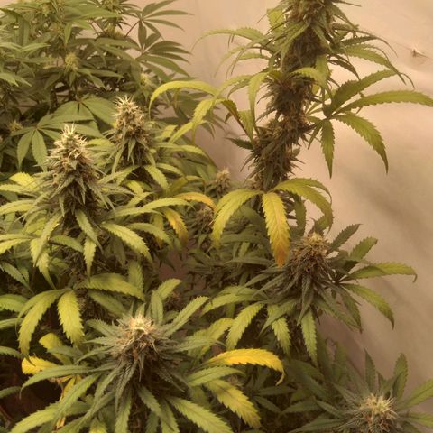 Colômbia kkau  growlog timeline photo