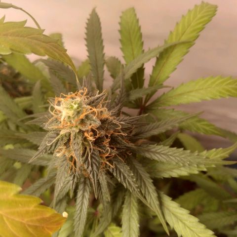Colômbia kkau  growlog timeline photo