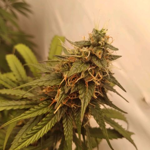 Colômbia kkau  growlog timeline photo