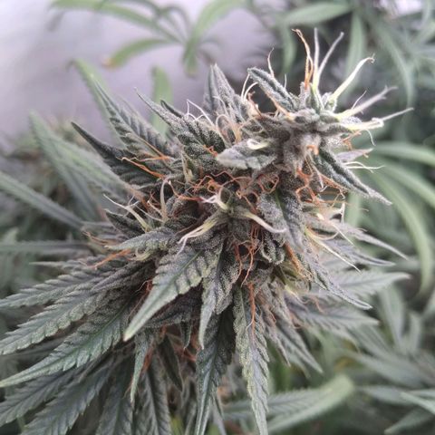 Strawberry banana kush  growlog timeline photo