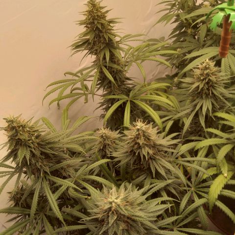 Strawberry banana kush  growlog timeline photo