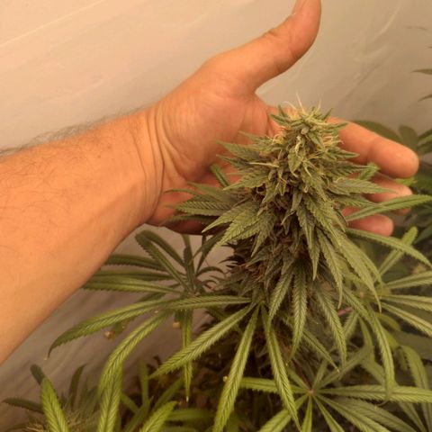 Strawberry banana kush  growlog timeline photo
