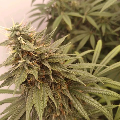 Strawberry banana kush  growlog timeline photo