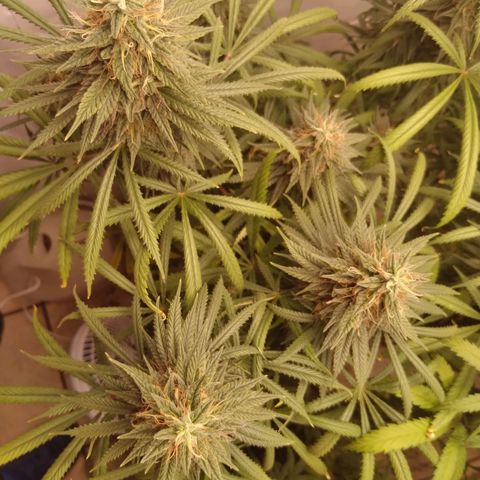 Strawberry banana kush  growlog timeline photo