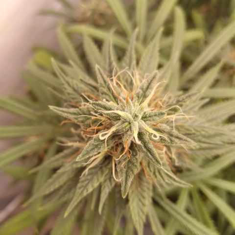 Strawberry banana kush  growlog timeline photo
