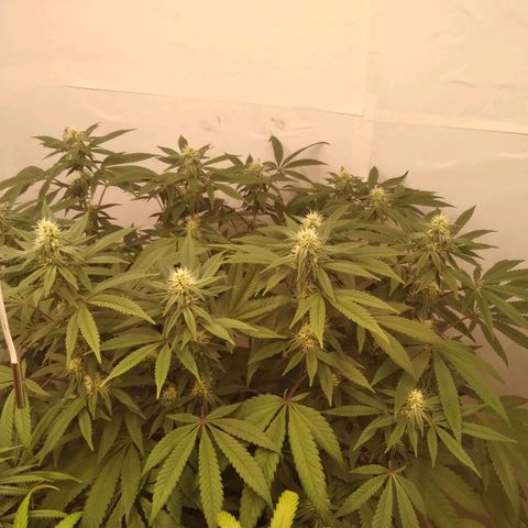 Limonada de Manga growlog timeline photo