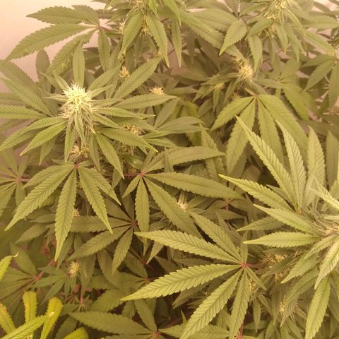 Limonada de Manga growlog timeline photo
