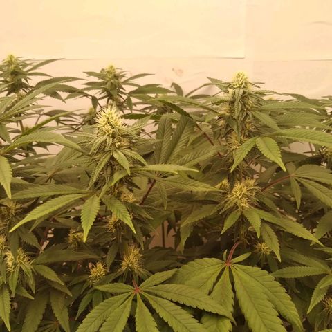 Limonada de Manga growlog timeline photo