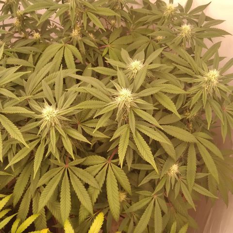 Limonada de Manga growlog timeline photo