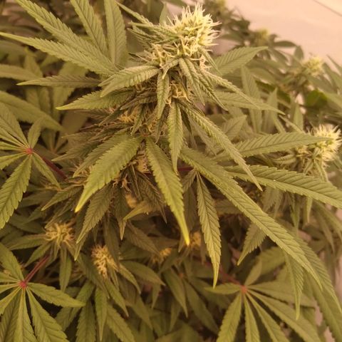 Limonada de Manga growlog timeline photo