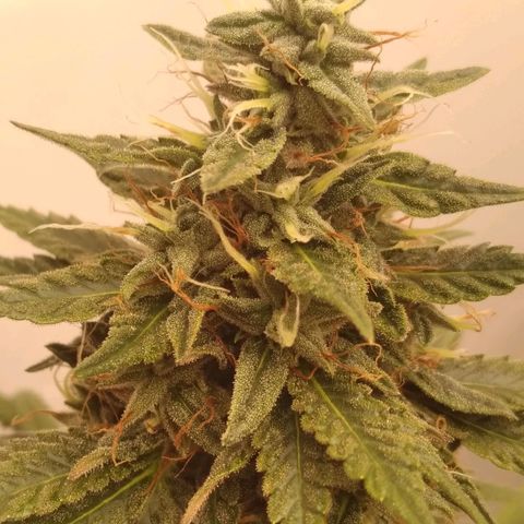 Strawberry banana kush  growlog timeline photo