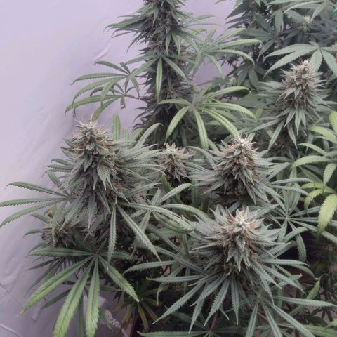 Strawberry banana kush  growlog timeline photo