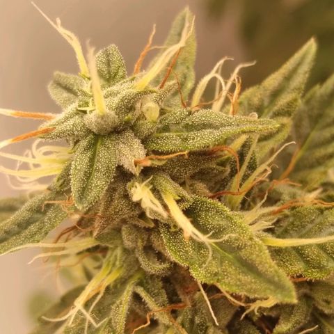 Strawberry banana kush  growlog timeline photo