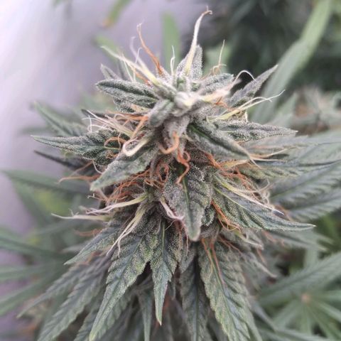Strawberry banana kush  growlog timeline photo