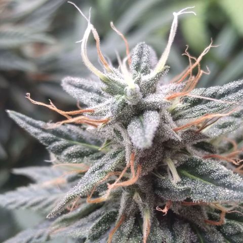 Strawberry banana kush  growlog timeline photo