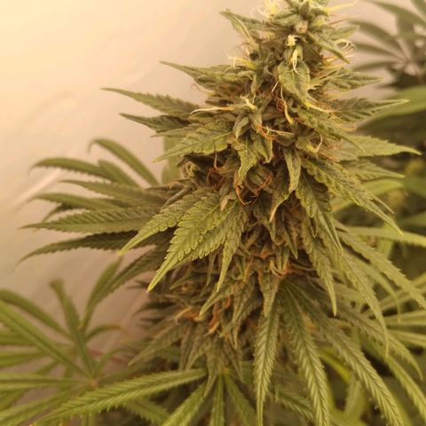 Strawberry banana kush  growlog timeline photo