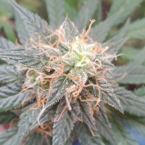 Colômbia kkau  growlog timeline photo