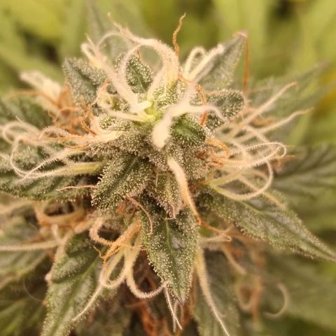 Colômbia kkau  growlog timeline photo