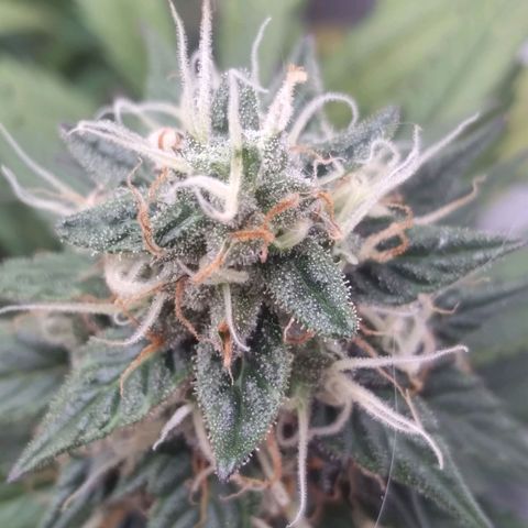 Colômbia kkau  growlog timeline photo