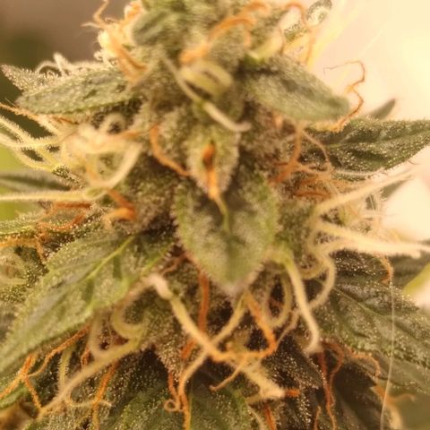 Colômbia kkau  growlog timeline photo