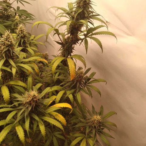 Colômbia kkau  growlog timeline photo