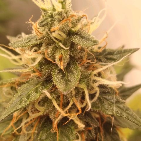Colômbia kkau  growlog timeline photo