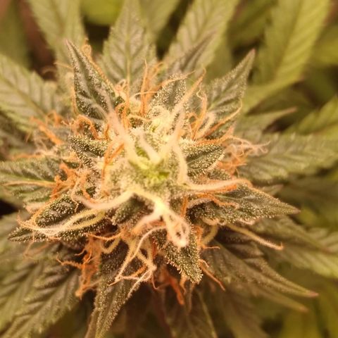 Colômbia kkau  growlog timeline photo