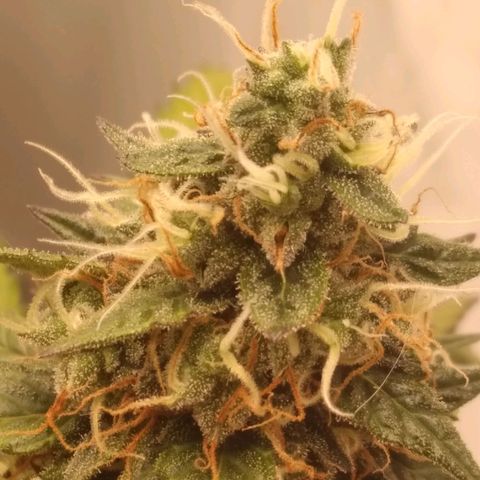 Colômbia kkau  growlog timeline photo