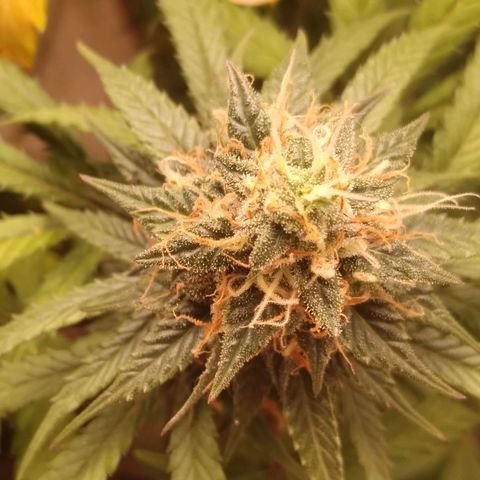 Colômbia kkau  growlog timeline photo