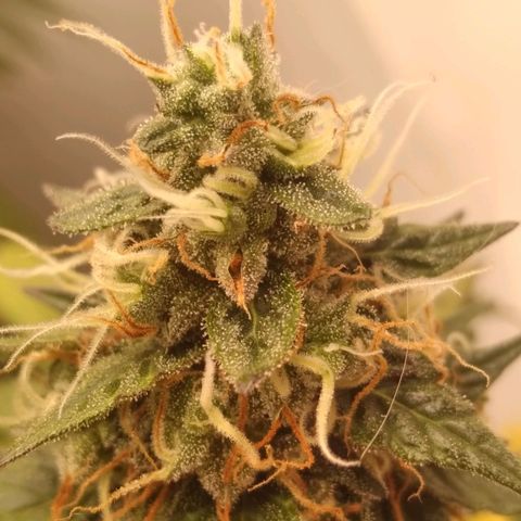 Colômbia kkau  growlog timeline photo