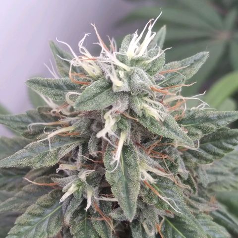 Strawberry banana kush  growlog timeline photo