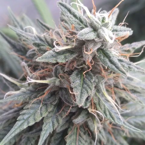 Strawberry banana kush  growlog timeline photo