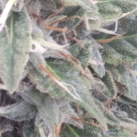 Strawberry banana kush  growlog timeline photo