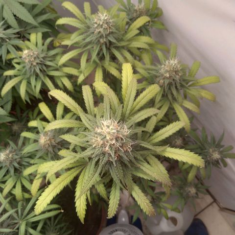 Colômbia kkau  growlog timeline photo
