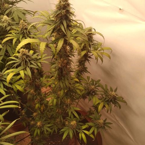 Colômbia kkau  growlog timeline photo