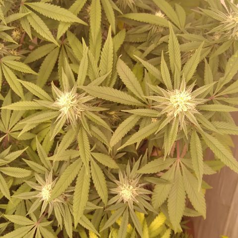 Limonada de Manga growlog timeline photo