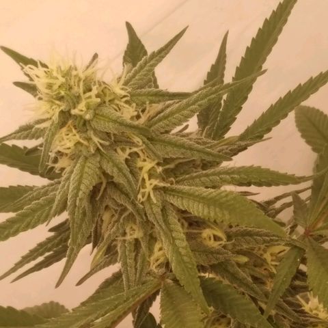 Limonada de Manga growlog timeline photo