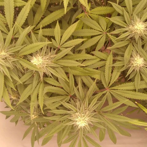 Limonada de Manga growlog timeline photo