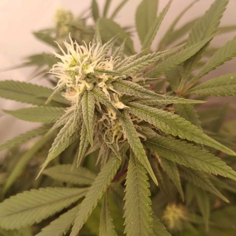 Limonada de Manga growlog timeline photo
