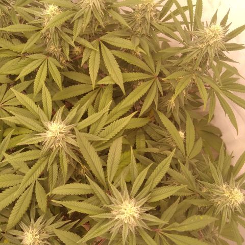 Limonada de Manga growlog timeline photo