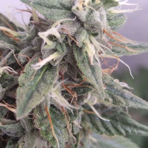 Strawberry banana kush  growlog timeline photo
